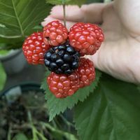 ブラックベリーの画像