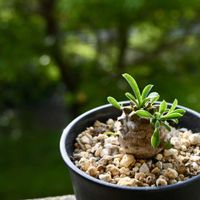 ユーフォルビア・峨眉山,多肉植物,緑のある暮らし,ミラーレス一眼,ベランダの画像