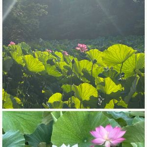 ダリア,ダリア,ダリア,ハス（蓮）,ハス（蓮）の画像