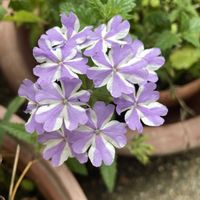 ツルバキア,バーベナ,バーベナ アイストゥインクル,ペチュニア モンローウォーク シルキーラテ,おうち園芸の画像