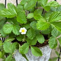 ワイルドストロベリー,ガーデニング,四季を楽しむ,世界に平和を,小さな庭の画像