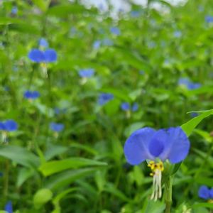 ツユクサ,雑草,山野草,野草,群生の画像