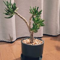 ゴーラム,ゴーラム,多肉植物,観葉植物,リビング・ダイニングの画像