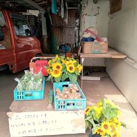 ジャガイモ,サヤインゲン,ひまわり,散歩,今日の一枚の画像