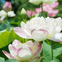 ハス,お花,今日のお花,写真,大船フラワーセンターの画像