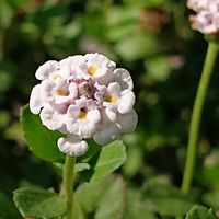ヒメイワダレソウの画像