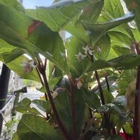 ヤブコウジ,ジュズサンゴ,ローズリリー,ミ二バラ,植物のある暮らしの画像
