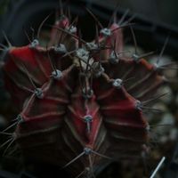 ハオルチア,多肉植物,観葉植物,塊根植物,サボテン科の画像