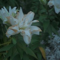 ハオルチア,多肉植物,塊根植物,サボテン科,花のある暮らしの画像