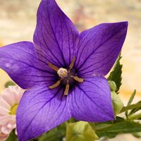 カーネーション,キキョウ,キク,仏花,日曜日は日本を感じる和の花の画像