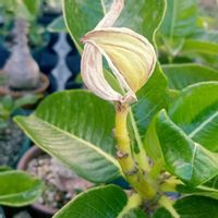パキポディウム・ウィンゾリー,パキポディウム・ウィンゾリー,塊根植物,実生苗,パキポディウム実生の画像
