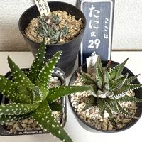 十二の巻,キュンキュン乙女倶楽部,バラと夢CLUB,十二の日,広島じゃけんの画像