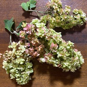 カシワバアジサイ,ドライフラワー,観賞用,おうち園芸,庭の画像