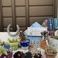 ハス,十二の巻,ハスの実,イトトンボ,子持ち蓮華錦 鏡花の画像