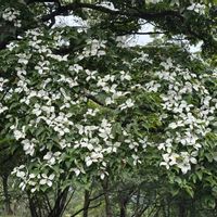 ヤマボウシの画像