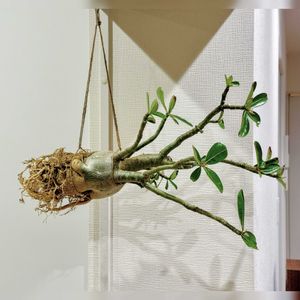 アデニウム,多肉植物,観葉植物,植え替え,塊根植物の画像