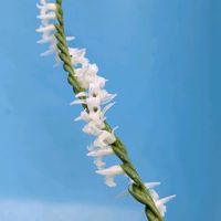 花のある暮らし,今日のお花,花いろいろ,おうち園芸,棚の画像