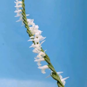 花のある暮らし,今日のお花,花いろいろ,おうち園芸,棚の画像