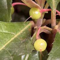 ヤブコウジ,ヤブコウジ(十両),ヤブコウジの実,山橘（ヤマタチバナ）,ヤブコウジの実と花の画像