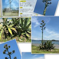 イチゴ,リュウゼツラン,ホヤ・カルノーサ・コンパクタ,ツバメの巣,番外編の画像
