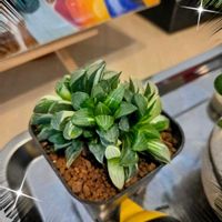ノウゼンカズラ,ハス,蓮の花,ハオルチア,ナツヅタの画像