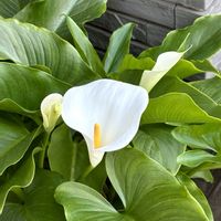 カラー,今日のお花,良い一日を…の画像