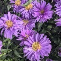 アスター,安曇野,宿根アスター,信州大好き⛰️,紫の花の画像