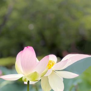 ハス,お散歩,花のある暮らし,GSに感謝。,みどりのある暮らしの画像