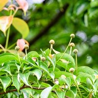 ヤマボウシ,ヤマボウシの画像