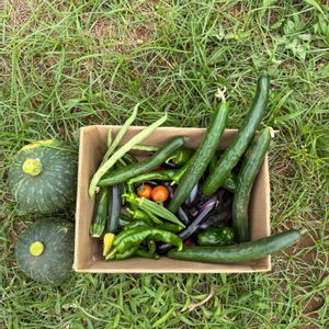 収穫,グリーンのある暮らし,夏野菜,夏本番,家庭菜園の画像