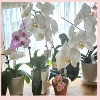 胡蝶蘭,輝かしい未来,月曜日を爽やかに,毎日がワクワク,とにかくGS 楽しもう！の画像