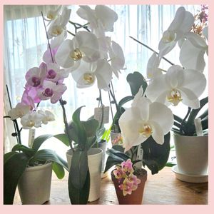 胡蝶蘭,輝かしい未来,月曜日を爽やかに,毎日がワクワク,とにかくGS 楽しもう！の画像
