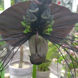 ブラックキャット,デビルフラワー,クロバナタシロイモ ブラックキャット,温室,東山植物園の画像