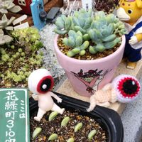 天使の雫,天使の雫,四季咲きアジサイ 霧島の恵,つぶつぶ屋さんおはな,つぶつぶ屋さんひよこの画像