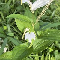 ハンゲショウ,今日も元気で,今日も笑顔で♡,　白い花,花を通じて愛と平和をの画像