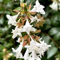 アベリア,ハナツクバネウツギ（花衝羽根空木）,満開,真っ白な花,マンションの敷地内の画像