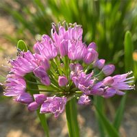 センペルビウム 巻絹,アリウム ミレニアム,花のある暮らし,お花大好き♡,がんに負けるな！の画像