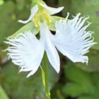 サギソウ,サギソウ（鷺草）,小さい庭,平和を願う,山野草大好きの画像
