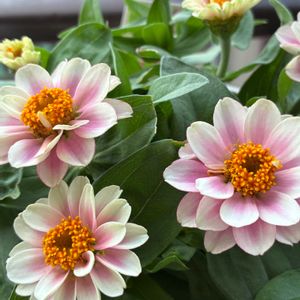 ジニア,ヒャクニチソウ,ペチュニア,いつもありがとう♡,花日記の画像