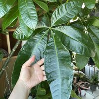 パキラ,実生 パキラ,観葉植物,巨大化,実生パキラの画像