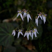 ユキノシタ,山野草,多年草,生薬,常緑の画像