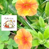 カリブラコア,ギボウシ,シダ,地植え,プランター栽培の画像