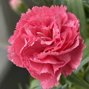 カーネーション,カーネーション,ピンクの花,2番花,ベランダの画像