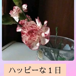 カーネーション,カーネーション,百日草,今日も笑顔で♡,いつもありがとう❤️の画像
