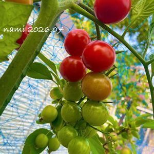 ミニトマト,ミニトマト 千果,中玉トマト レッドオーレ, 中玉トマト,接木ミニトマト　千果の画像
