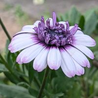 オステオスペルマム,地植え,立体的な八重咲き,オステオスペルマム３Ꭰの画像