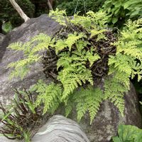 トキワシノブの画像