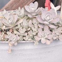 子持ち蓮華の画像
