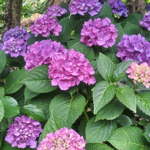 アジサイ,紫陽花　あじさい　アジサイ,紫陽花　あじさい　アジサイ,紫陽花　あじさい　アジサイ,広島市　縮景園の画像
