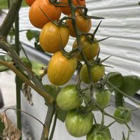 トマト,ミニトマト,ミニトマトの画像